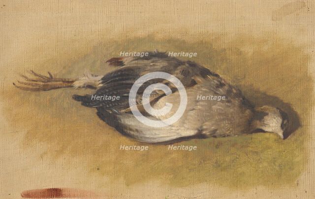 Sketch of a dead partridge, 1840-1850. Creator: Friedrich Carl von Scheidlin.