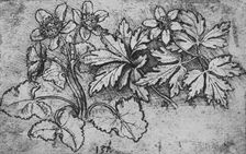 Sketch of a Plant c1480 (1945). Artist: Leonardo da Vinci