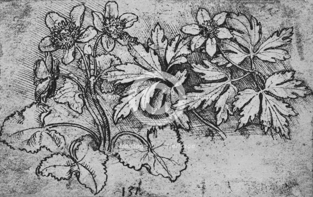'Sketch of a Plant', c1480 (1945). Artist: Leonardo da Vinci.