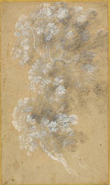 Sketch of Foliage and Branches, c. 1645-50. Creator: Angeluccio