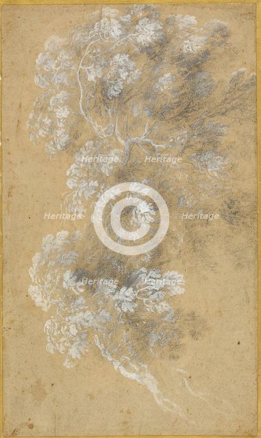 Sketch of Foliage and Branches, c. 1645-50. Creator: Angeluccio.