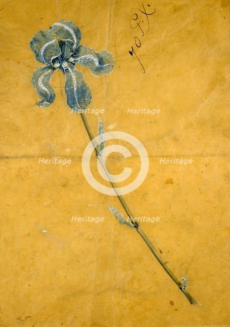 Sketch for the Tiffany Iris Corsage Ornament, c1900. Creator: George Paulding Farnham.