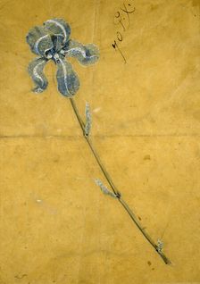 Sketch for the Tiffany Iris Corsage Ornament, c1900. Creator: George Paulding Farnham