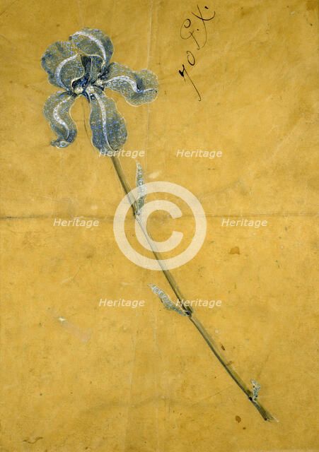 Sketch for the Tiffany Iris Corsage Ornament, c1900. Creator: George Paulding Farnham.