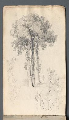 Sketchbook: Tree Study, 1814. Creator: Samuel Prout (British, 1783-1852)
