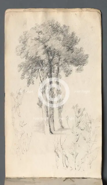 Sketchbook: Tree Study, 1814. Creator: Samuel Prout (British, 1783-1852).