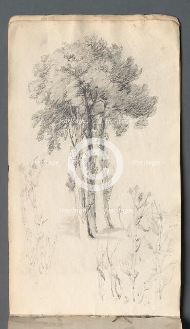 Sketchbook: Tree Study, 1814. Creator: Samuel Prout (British, 1783-1852).