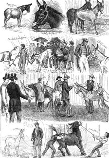Sketches at the Mule and Donkey Show at the Crystal Palace, 1874. Creator: Unknown