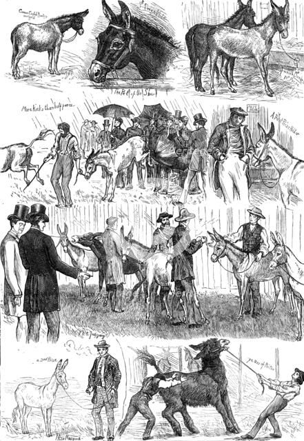 Sketches at the Mule and Donkey Show at the Crystal Palace, 1874. Creator: Unknown.