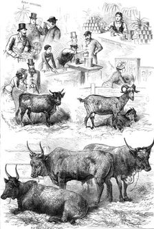 Sketches at the Dairy Show, 1881. Creator: Unknown