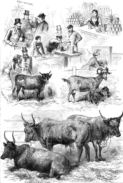 Sketches at the Dairy Show, 1881. Creator: Unknown.