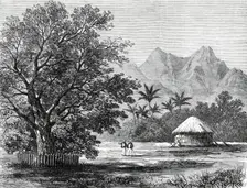 Sketches from H.M.S. Challenger, by Mr. J. J. Wild: Tamarind Tree...1876. Creator: Unknown