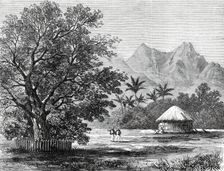 Sketches from H.M.S. Challenger, by Mr. J. J. Wild: Tamarind Tree...1876. Creator: Unknown