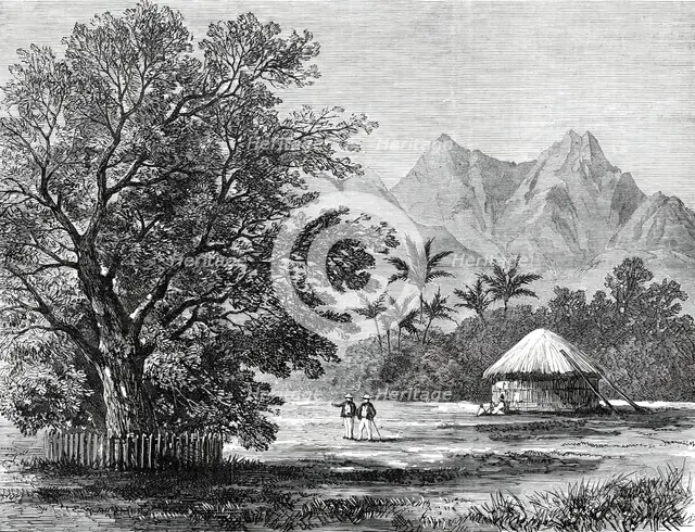 Sketches from H.M.S. Challenger, by Mr. J. J. Wild: Tamarind Tree...1876. Creator: Unknown.