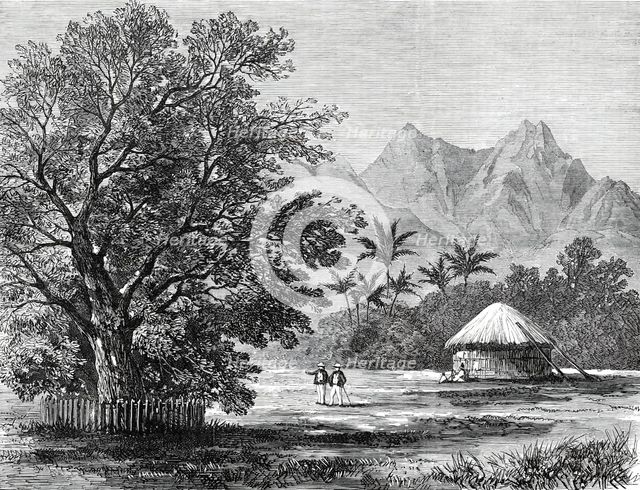 Sketches from H.M.S. Challenger, by Mr. J. J. Wild: Tamarind Tree...1876. Creator: Unknown.