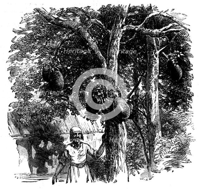 Sketches from Madagascar - Bread-fruit - the Artocarpus integrifolia, or Jack-tree, 1858. Creator: Unknown.