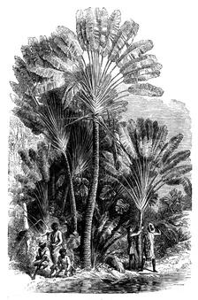 Sketches from Madagascar - the Traveller's-tree (Urania speciosa), 1858. Creator: Josiah Wood Whymper