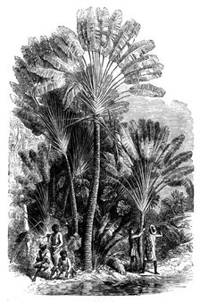 Sketches from Madagascar - the Traveller's-tree (Urania speciosa), 1858. Creator: Josiah Wood Whymper
