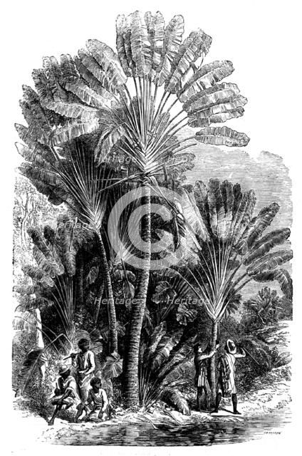Sketches from Madagascar - the Traveller's-tree (Urania speciosa), 1858. Creator: Josiah Wood Whymper.