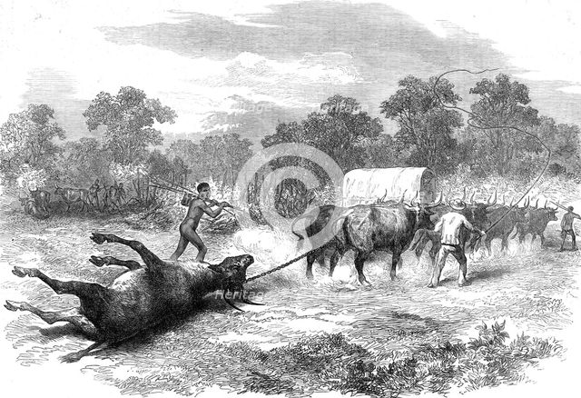 Sketches in Africa: bringing home the eland, 1872. Creator: Unknown.