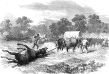 Sketches in Africa: bringing home the eland, 1872. Creator: Unknown