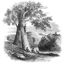 Sketches in Australia - Mode of Climbing a Tree, 1857. Creator: Unknown