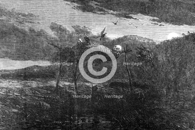 Sketches in Australia - Aboriginal Mode of the Disposal of the Dead, 1857. Creator: Unknown.