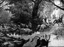 Sketches in Formosa: pursued by water-buffaloes, 1890. Creator: H. Werdmüller