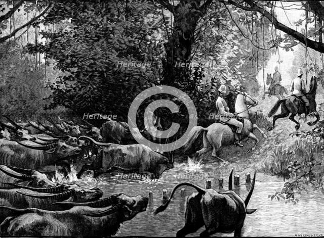 Sketches in Formosa: pursued by water-buffaloes, 1890. Creator: H. Werdmüller.