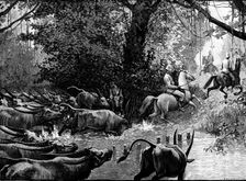 Sketches in Formosa: pursued by water-buffaloes, 1890. Creator: H. Werdmüller