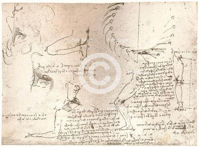 Sketches illustrating the theory of the proportions of the human figure, c1472-c1519 (1883). Artist: Leonardo da Vinci.