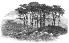 Sketches on Hampstead Heath: firs near North End, 1871. Creator: Unknown