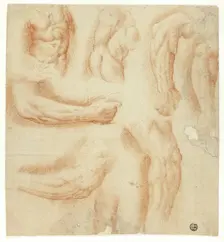 Sketches of Arms, Male Torso, and Back, n.d. Creator: Unknown