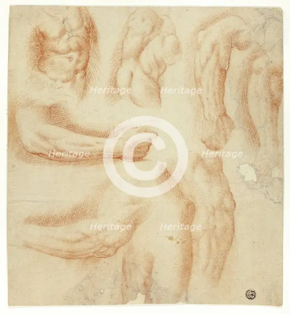 Sketches of Arms, Male Torso, and Back, n.d. Creator: Unknown.