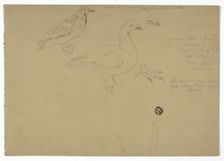 Sketches of Birds, c. 1888. Creator: Henry Stacy Marks
