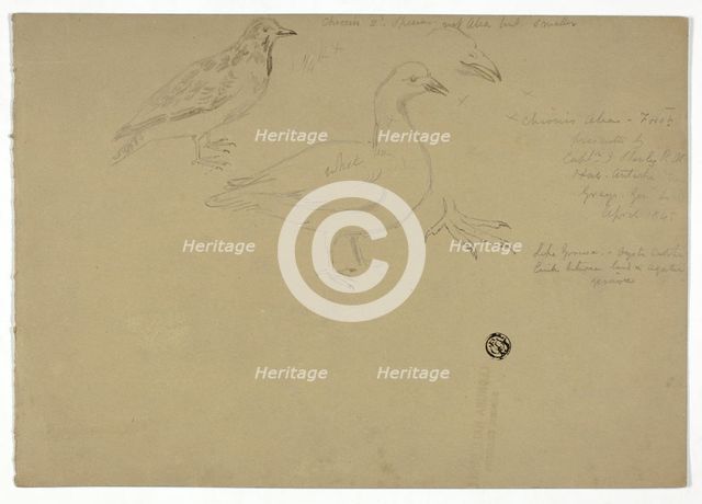 Sketches of Birds, c. 1888. Creator: Henry Stacy Marks.