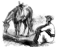 Sketches of Native Life in India - a Calcutta Syce, 1858. Creator: Unknown