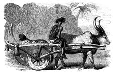 Sketches of Native Life in India - Hunting Leopard, Bengal, 1858. Creator: Unknown