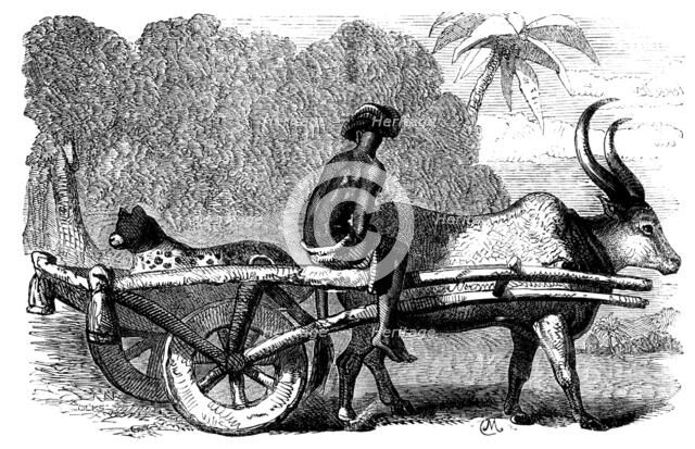 Sketches of Native Life in India - Hunting Leopard, Bengal, 1858. Creator: Unknown.