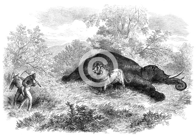 Sketches of South African travel: the lion and dead elephant, 1874. Creator: Unknown.