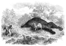Sketches of South African travel: the lion and dead elephant, 1874. Creator: Unknown