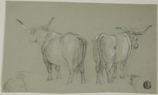 Sketches of White Cattle from the Maremma, n.d. Creator: Unknown
