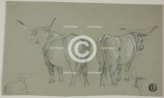 Sketches of White Cattle from the Maremma, n.d. Creator: Unknown.