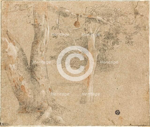 Sketches of Trees, n.d. Creator: Cristofano Allori.
