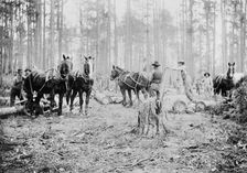 Skidding pine logs, Keystone Lumber Company, 1901 or 1902. Creator: Unknown