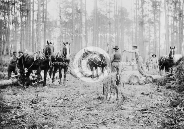 Skidding pine logs, Keystone Lumber Company, 1901 or 1902. Creator: Unknown.
