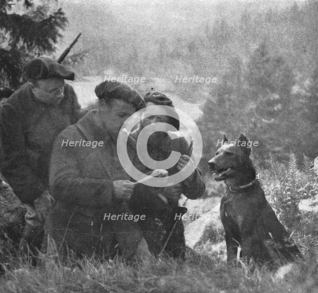 'Skieurs et chiens de guerre dans les neiges vosgiennes; Arrivee d'un chien de liaison..., 1916. Creator: Unknown.