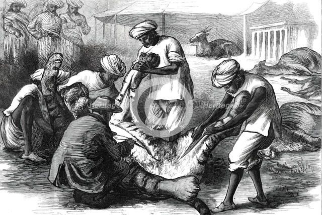 Skinning a Tiger, from a sketch by one of our special artists in India,  1876. Creator: Unknown.