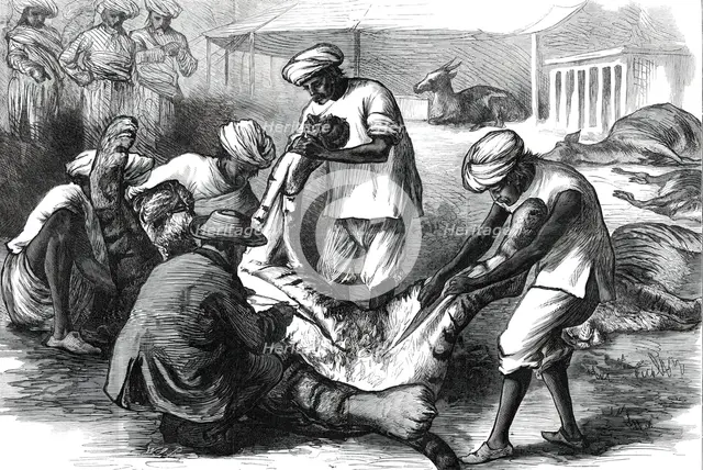 Skinning a Tiger, from a sketch by one of our special artists in India,  1876. Creator: Unknown.
