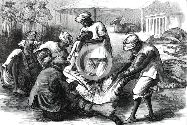 Skinning a Tiger, from a sketch by one of our special artists in India,  1876. Creator: Unknown.